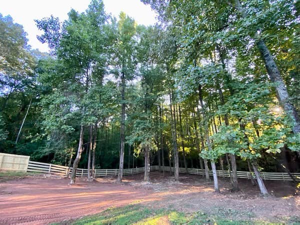 open area with trees